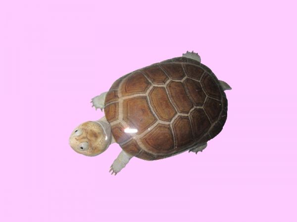 沼泽侧颈龟凶猛吗 沼泽侧颈龟性格