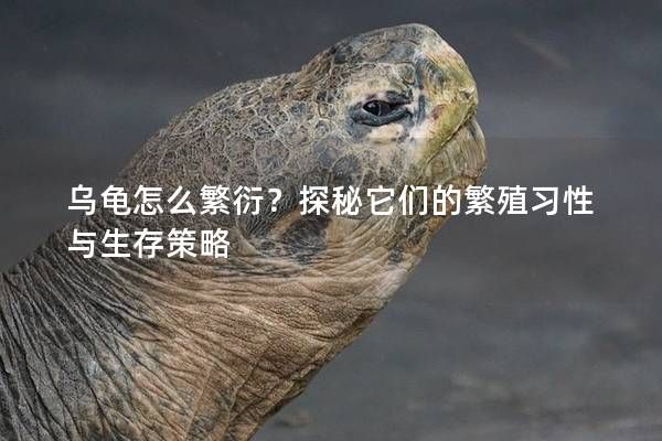 乌龟怎么繁衍？探秘它们的繁殖习性与生存策略