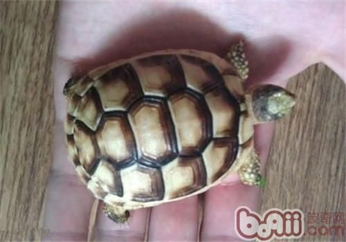 缘翘陆龟的形态特征