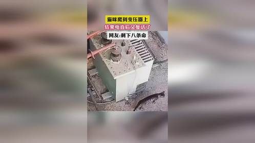 猫咪爬到变压器上 结果电直后又复活了 网友:剩下八条命