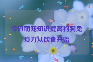 今日萌宠知识提高狗狗免疫力从饮食开始