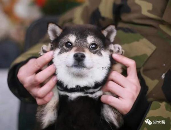 柴犬健康饮食，营养均衡，每日食谱推荐。