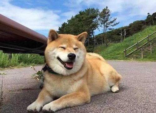 柴犬健康饮食，营养均衡，每日食谱推荐。