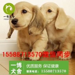 为三个月小狗打造营养均衡食谱