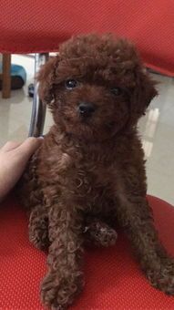犬瘟热拉稀,宠物犬如何治疗?