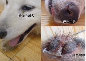 犬瘟热拉稀,宠物犬如何治疗?