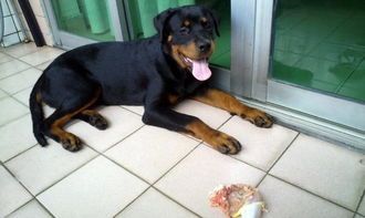 宠物犬瘟可食菜谱推荐