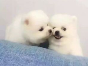 博美犬:热门宠物犬,品种特点与饲养技巧