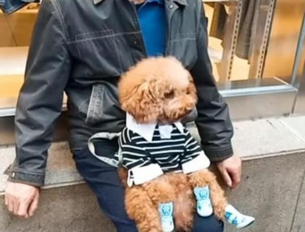 品相好的泰迪脸型特点,挑选泰迪幼犬必备技巧