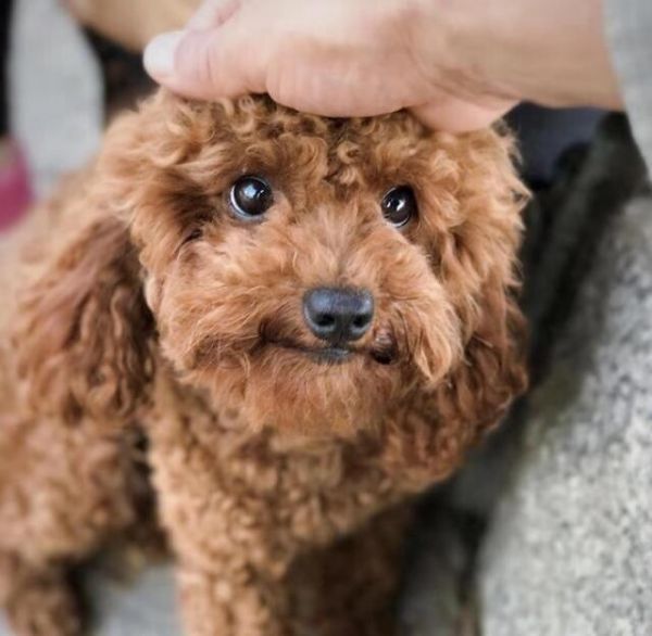 品相好的泰迪脸型特点,挑选泰迪幼犬必备技巧