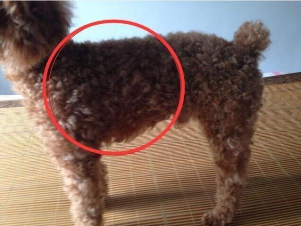 品相好的泰迪脸型特点,挑选泰迪幼犬必备技巧