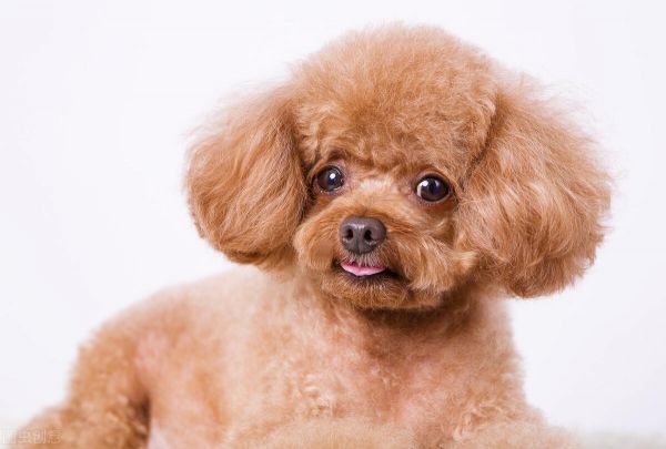 品相好的泰迪脸型特点,挑选泰迪幼犬必备技巧
