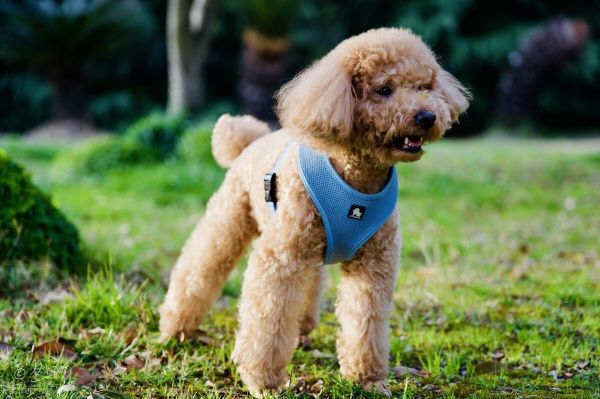 品相好的泰迪脸型特点,挑选泰迪幼犬必备技巧