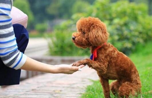 品相好的泰迪脸型特点,挑选泰迪幼犬必备技巧