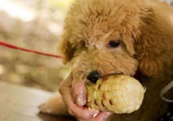 品相好的泰迪脸型特点,挑选泰迪幼犬必备技巧