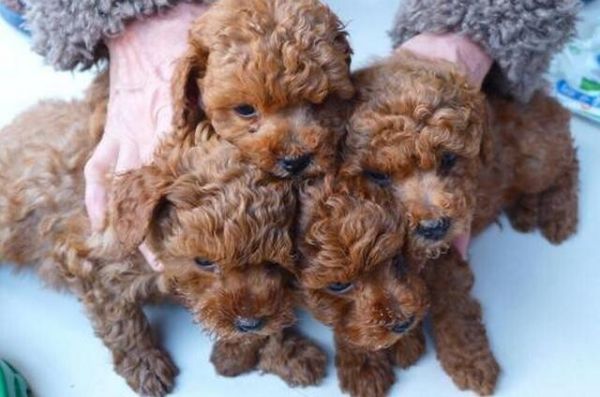 品相好的泰迪脸型特点,挑选泰迪幼犬必备技巧