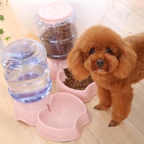 品相好的泰迪脸型特点,挑选泰迪幼犬必备技巧