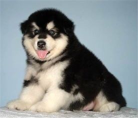 阿拉斯加犬：性格解析，宠物生活佳选