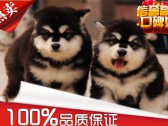 阿拉斯加犬：性格解析，宠物生活佳选