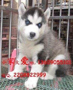 哈士奇：从宠物犬到文化宠儿