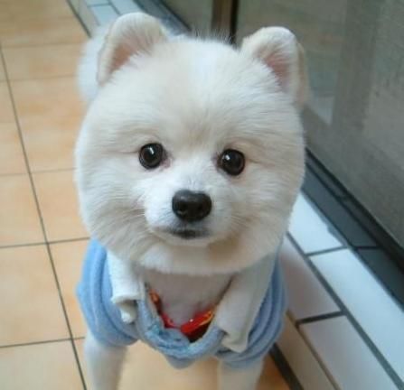博美田园犬混血犬,宠物新宠儿