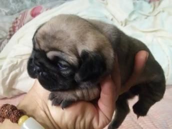 小型犬是理想宠物伴侣。