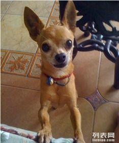 小鹿犬:多彩宠物,萌态可掬