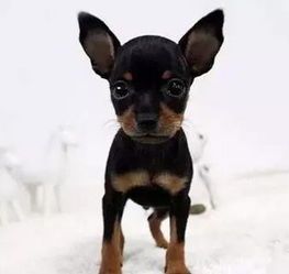 小鹿犬:多彩宠物,萌态可掬