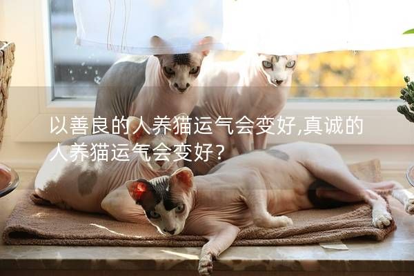 以善良的人养猫运气会变好,真诚的人养猫运气会变好?