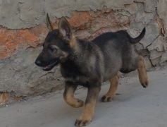 昆明犬与黑背价格对比,宠物市场行情揭秘