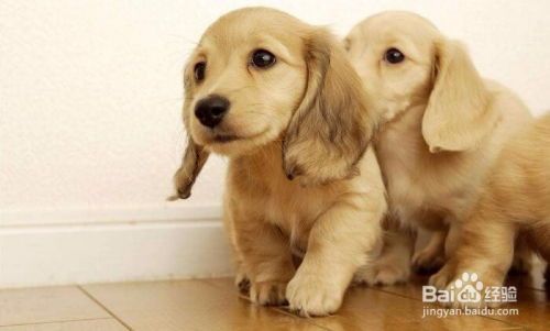 养公背犬成本分析：宠物开销一览