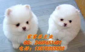 探究博美狗性格特点与宠物养护挑战
