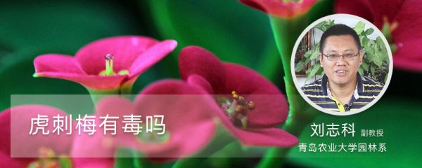 虎刺梅有毒吗