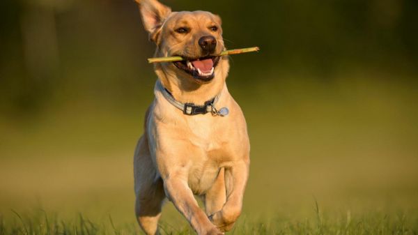 狗狗要健康，饮食方面很重要！