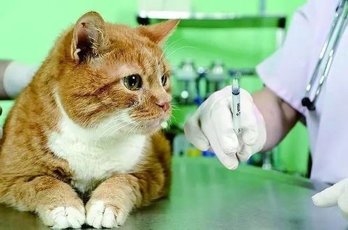 预防猫咪跳蚤，守护宠物健康