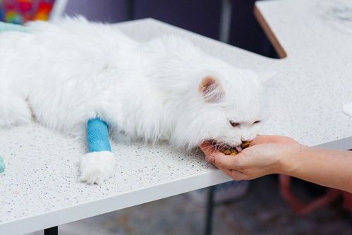 预防猫咪跳蚤，守护宠物健康