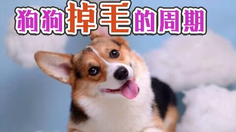 宠物掉毛问题需关注