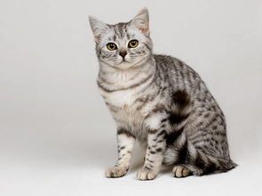 宠物猫驱虫，季节性护理必知