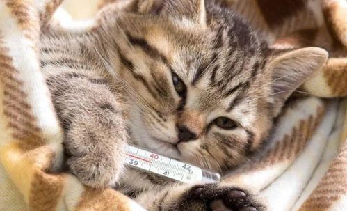 宠物猫驱虫，季节性护理必知