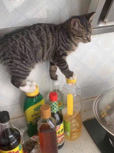 干坏事的猫！都是这么的有恃无恐！！[捂脸][捂脸]