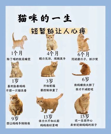 猫咪的一生[快哭了][快哭了][快哭了]