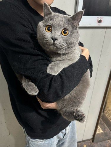 今天猫主子心情复杂了