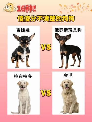 16 种让人迷糊的狗狗，你分得清吗？