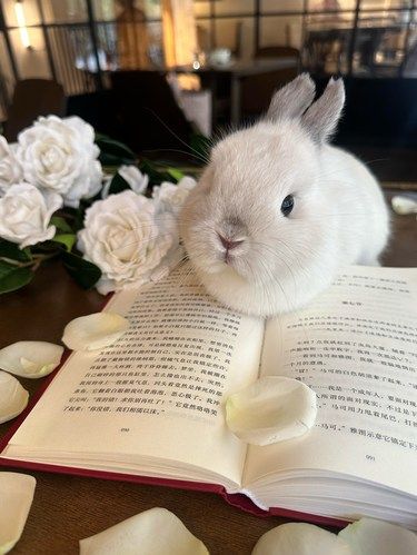读着读着就长大了|||春日浪漫