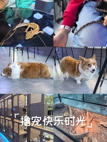撸宠快乐时光