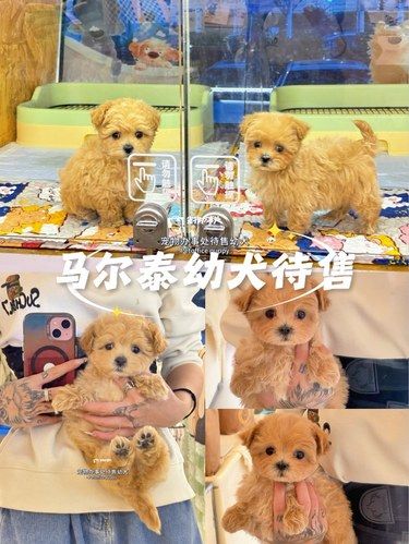 是谁还没有发现这家靠谱马尔泰犬舍？