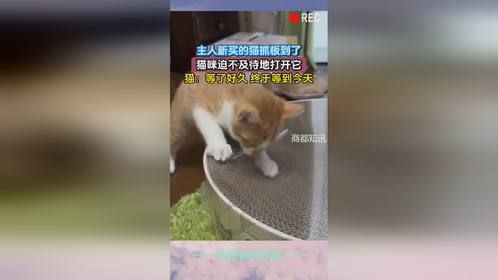 猫：等了好久，终于等到今天