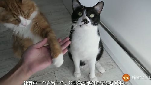 鸟当宠物:如何优雅地驯养你的小鸟伴侣?