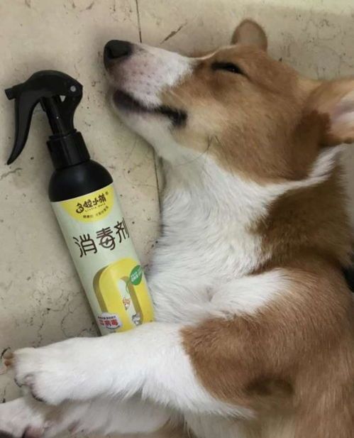 宠物细小病毒防控,守护健康无忧。