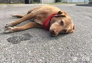 狗狗中毒应急处理:有效方法与预防措施